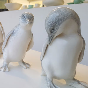 Little Blue Penguin