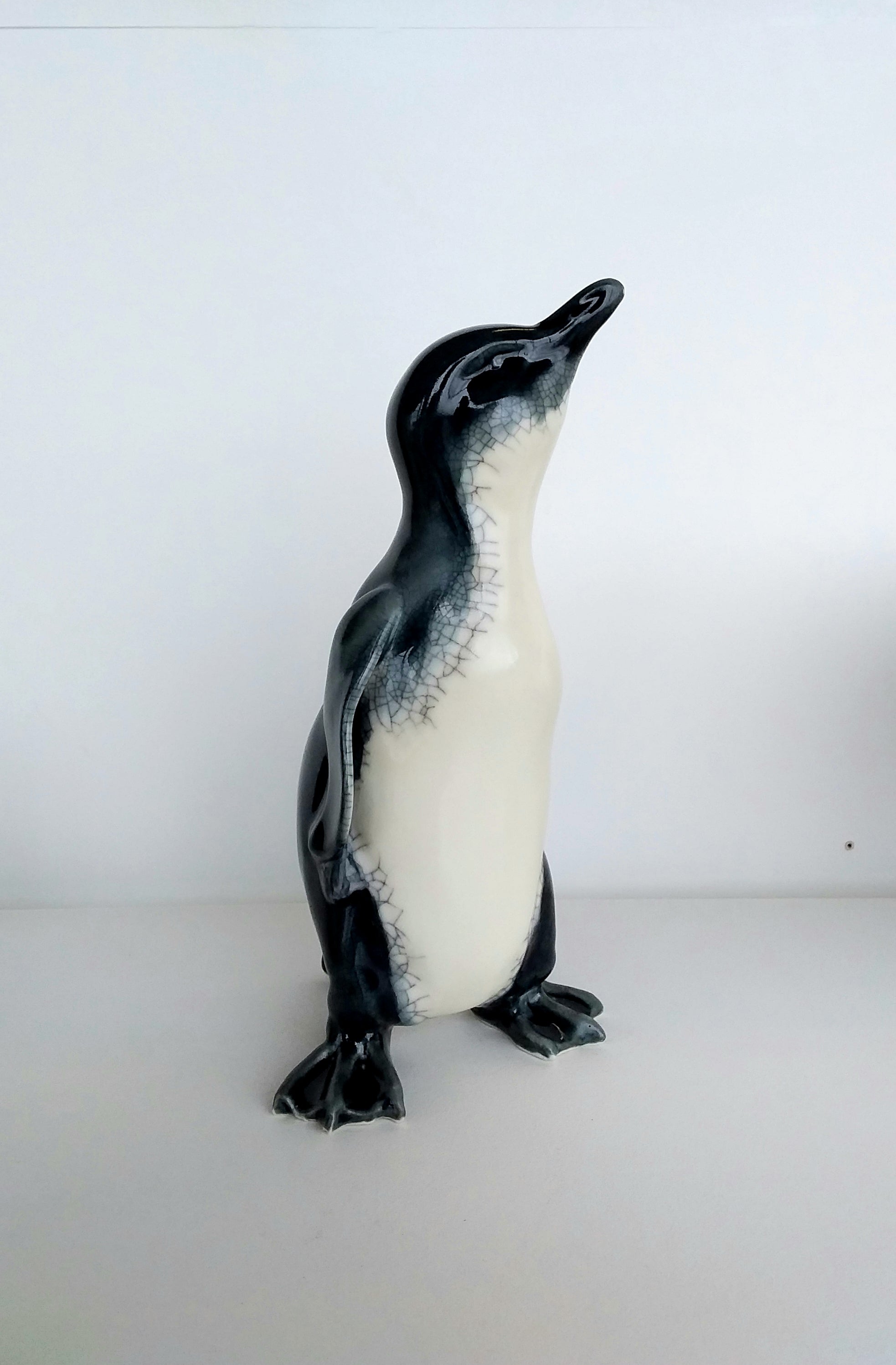 Little Blue Penguin