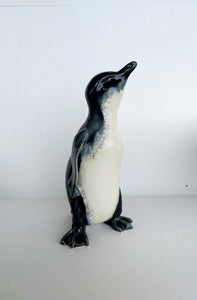 Little Blue Penguin
